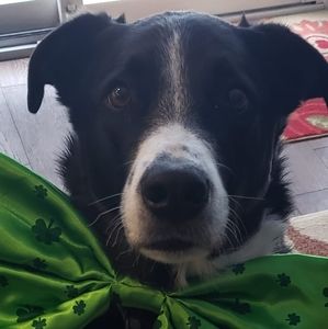 Meet your Posher, Robin